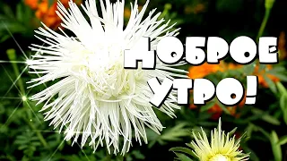 Доброе утро! С днем астры! Красивая музыкальная открытка С Добрым утром