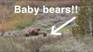 Bear 399 with her cubs in Yellowstone