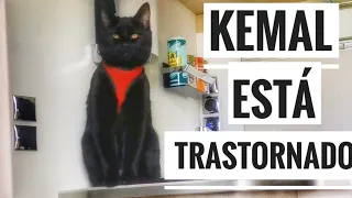 KEMAL está TRASTORNADO Julio 2022 #413