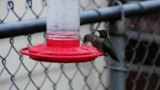 Anna's Hummingbird (Calypte Anna) Video 2021-03-20 (2)