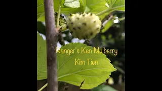 ranger ken's white mulberries harvest seattle PNW gardening