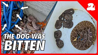 It Happened Again! Rattlesnake Has Babies in the Backyard!