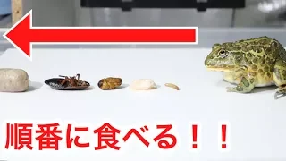 カエルに色んな餌を順番にあげた結果…かわいすぎた…