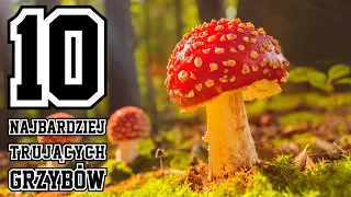 10 Najbardziej trujących grzybów - z jakimi jadalnymi możesz je pomylić?