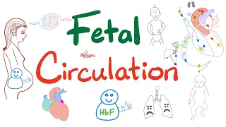 Fetal Circulation - Explained Clearly - Biology