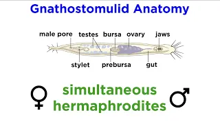 Phylum Gnathostomulida: Jaw Worms