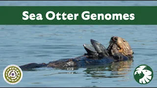 Sea Otter Genomes from Japan to Baja California