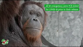 Orangutans' Journey to Freedom