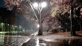 Calm Rainsounds in the night park, White noise like a Lullaby, relaxation & ASMR that helps relax.