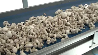 Impressive Mushroom Cultivation and Harvesting  - Mushroom Farm and  Mushroom Canned Processing