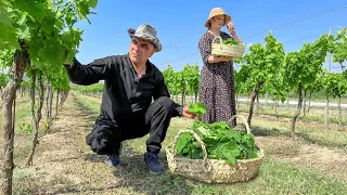 Azerbaijani Dolma made from Grape Leaves harvested in the Garden