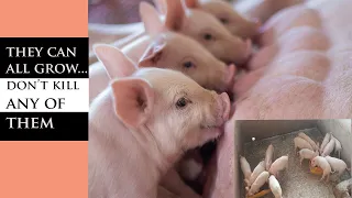 Killing Your Pigs For This Reason ? (Learn How To Raise Piglets As Beginner)