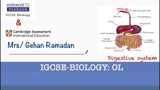 Human nutrition part 2 (digestive system)