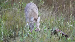 Coyote on Elk kill in Rocky Mountain National Park