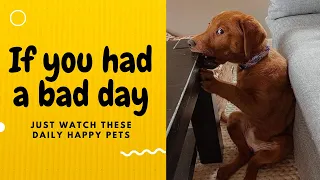 If you had a bad day, just watch these daily happy pets | Day 8