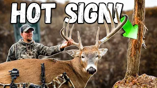 HOW TO FIND the ACTION During the RUT!