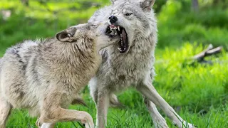 Wolf - волк -  Wolf -  Душа волка Music 👀