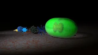 Viruses Size Comparison 4K