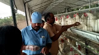 Artificial Insemination in Broiler breeder Part-2