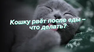 Кошку рвёт после еды – что делать?