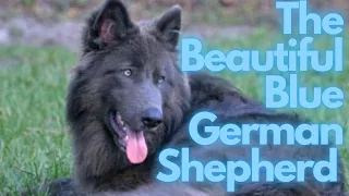 The Beautiful Blue German Shepherd