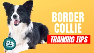 How to Train Your Border Collie | Best Border Collie Puppy Training Tips