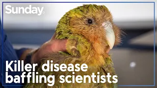 Critically endangered Kākāpō threatened by deadly outbreak | Sunday Investigates