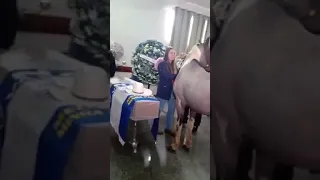 Cavalo se despede da sua proprietária dentro do velório, ela foi morta pelo seu ex marido, vídeo.