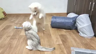 Cat perfectly protects itself from the fast puppy