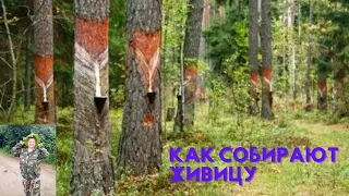 #лес #смола /Как собирают сосновую смолу.