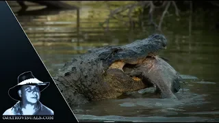 Alligator Eats Fish 01 Footage