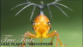 True Facts: Leafhoppers and Friends