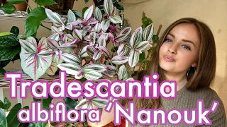 How to Care for Tradescantia albiflora 'Nanouk' | Houseplant Care Tips