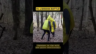 Banana v Banana!