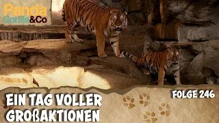 Eine romantische Liebesgeschichte unter Tigern | Panda, Gorilla & Co.