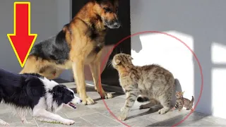 Brave Mother Cat risked its own life to Protect its Kitten from Dogs!!!