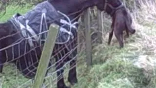 Horse Eats Dog