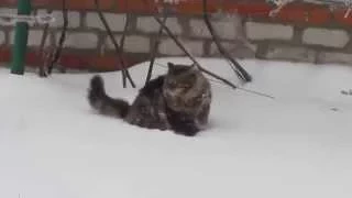 Кот Миша первый раз видит снежные сугробы(Cat sees snow drifts for the first time)))