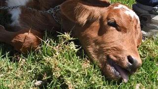 This is what happens to calves in the dairy industry