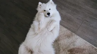 Can a Samoyed Live in an Apartment?