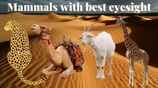 Mammals with best eyesight features 👀