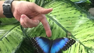 DUBAI BUTTERFLY GARDEN. ПАРК БАБОЧЕК В ДУБАЙ