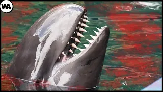 This Is Why the World Should Fear Dolphins