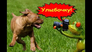 Приколы про собак 2021 🐶🐶🐶Ну очень Смешные собаки Приколы с собаками Собаки Funny Dogs