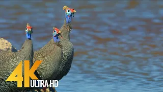 4K Amazing African Birds - African Wildlife Video with Birds Sounds - 2 HRS