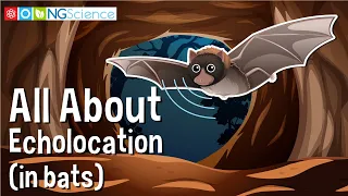 All About Echolocation (in bats)