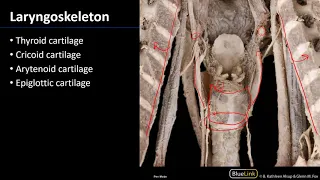 Larynx and Pharynx - Laryngeal Cartilages