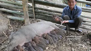 A herd of new wild boars was born. Robert | Green forest life