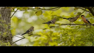 Wild- und Singvögel im Garten / Handaufzucht Buchfink / Balz / Vogelhochzeit / Dokumentation 4K