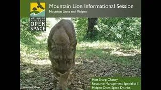 Mountain Lion Conservation Research